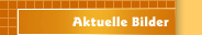 Aktuelle Bilder